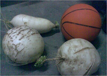 籃球般大的蘿蔔對照圖