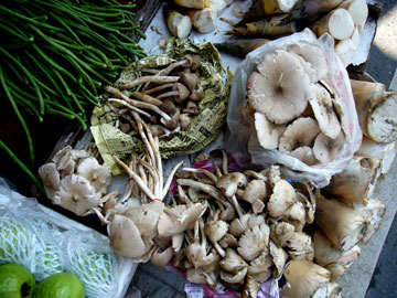 mushroom-360.jpg