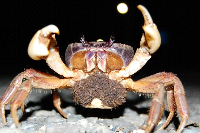 墾丁國家公園香蕉灣的陸蟹調查