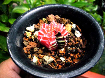 971116-cactus-360.jpg