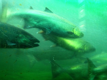 西雅圖的鮭魚