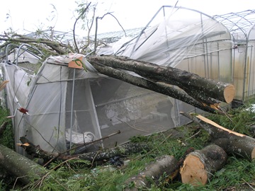 產銷班農場的溫室遭路樹壓毀