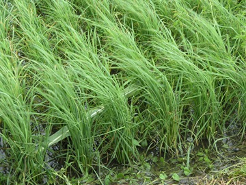 風災蟲害過後的稻穗產量減少