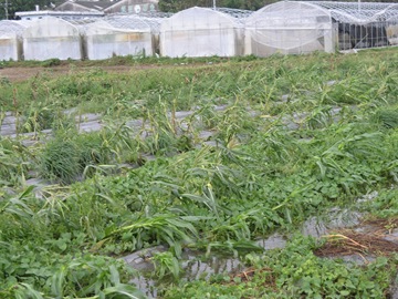 黃克賢所種的玉米等蔬菜受風災而損毀