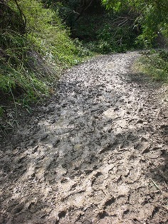 泥濘的道路