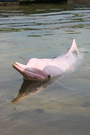 白海豚-律清攝s
