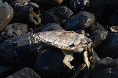 阿朗壹海灘上海龜的遺體 這裡具有豐富的生命相