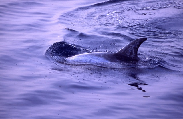 【黑潮書寫13】來看花紋海豚，看花紋海豚「來」