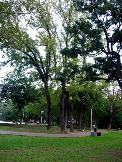 1-1高大的樹木是嘉義公園最主要的特質，也是北回�線熱帶氣候的景觀