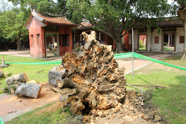 台南孔廟今天又倒了一棵榕樹