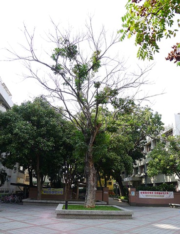 被割草機重傷─台南大學的無患子大樹